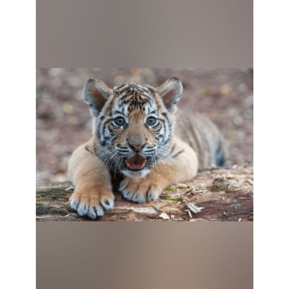 Custom Fridge Magnet Tiger Cub Home Kitchen Decor